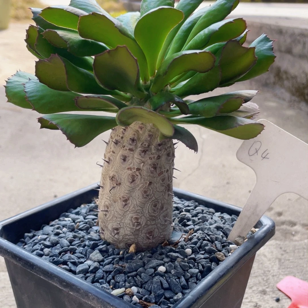 一物一拍，单刺麒麟