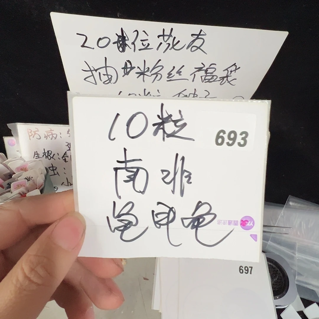 多肉植物专拍植物不退换 一物一拍 693