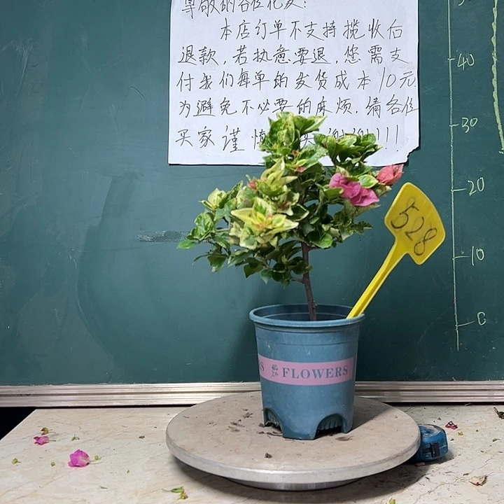 完全开放  斑叶米罗  528
