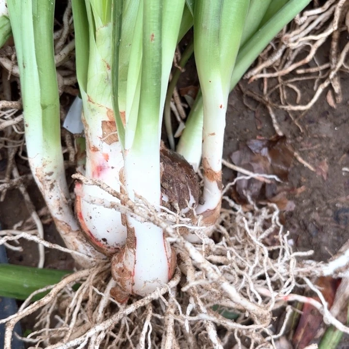 无花朵梦幻包对版