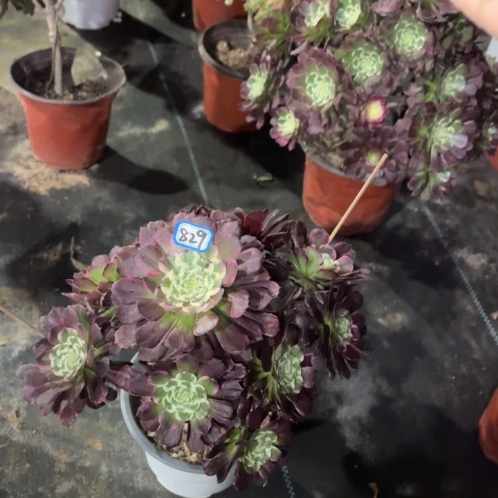 一物一拍多肉新品萝莉锦829