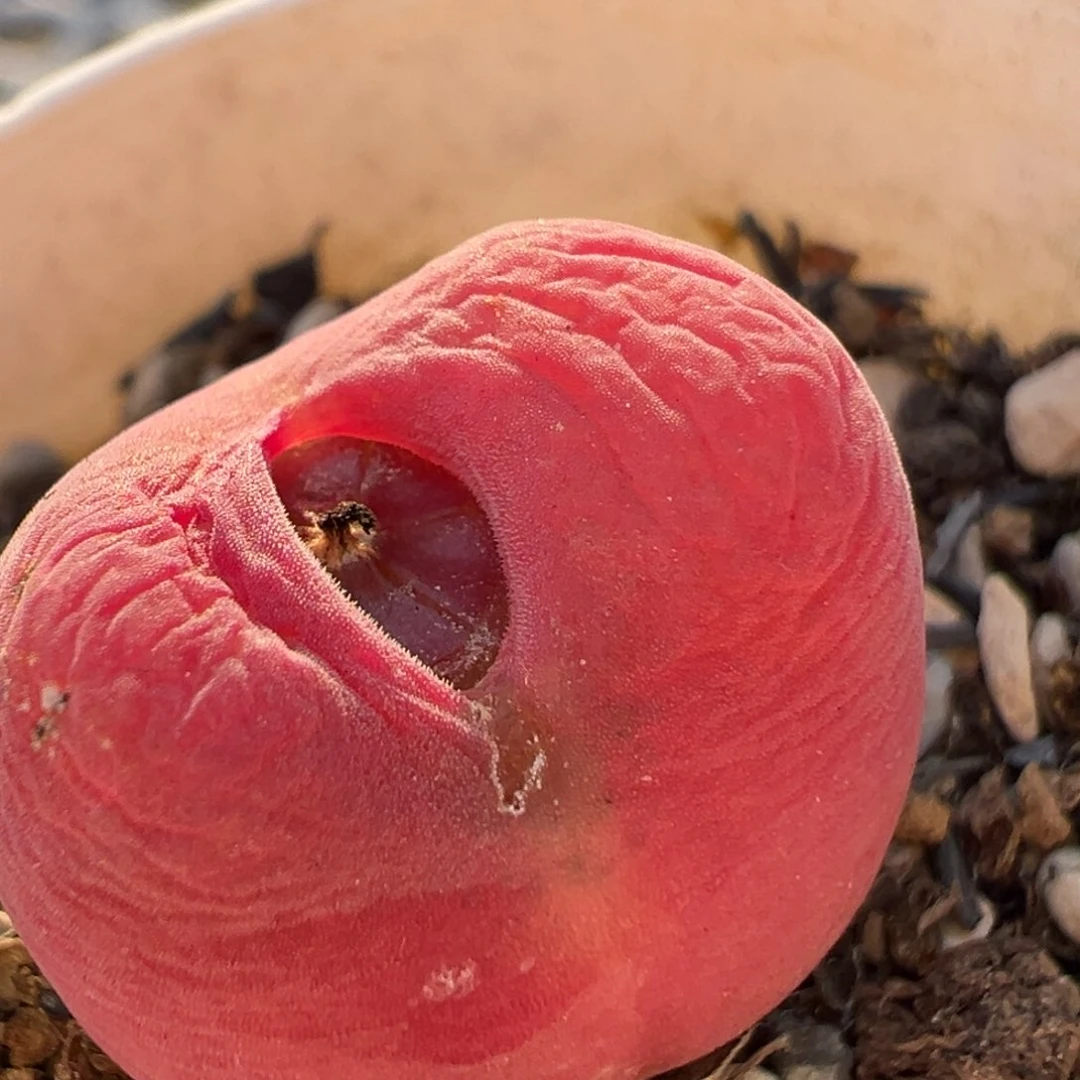 113多肉植物百科知识