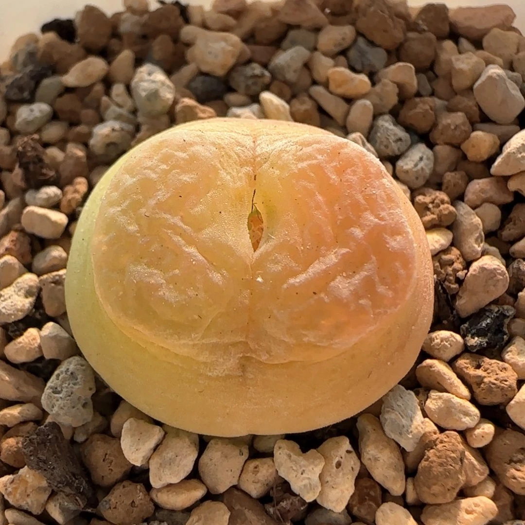 大白多肉植物4282