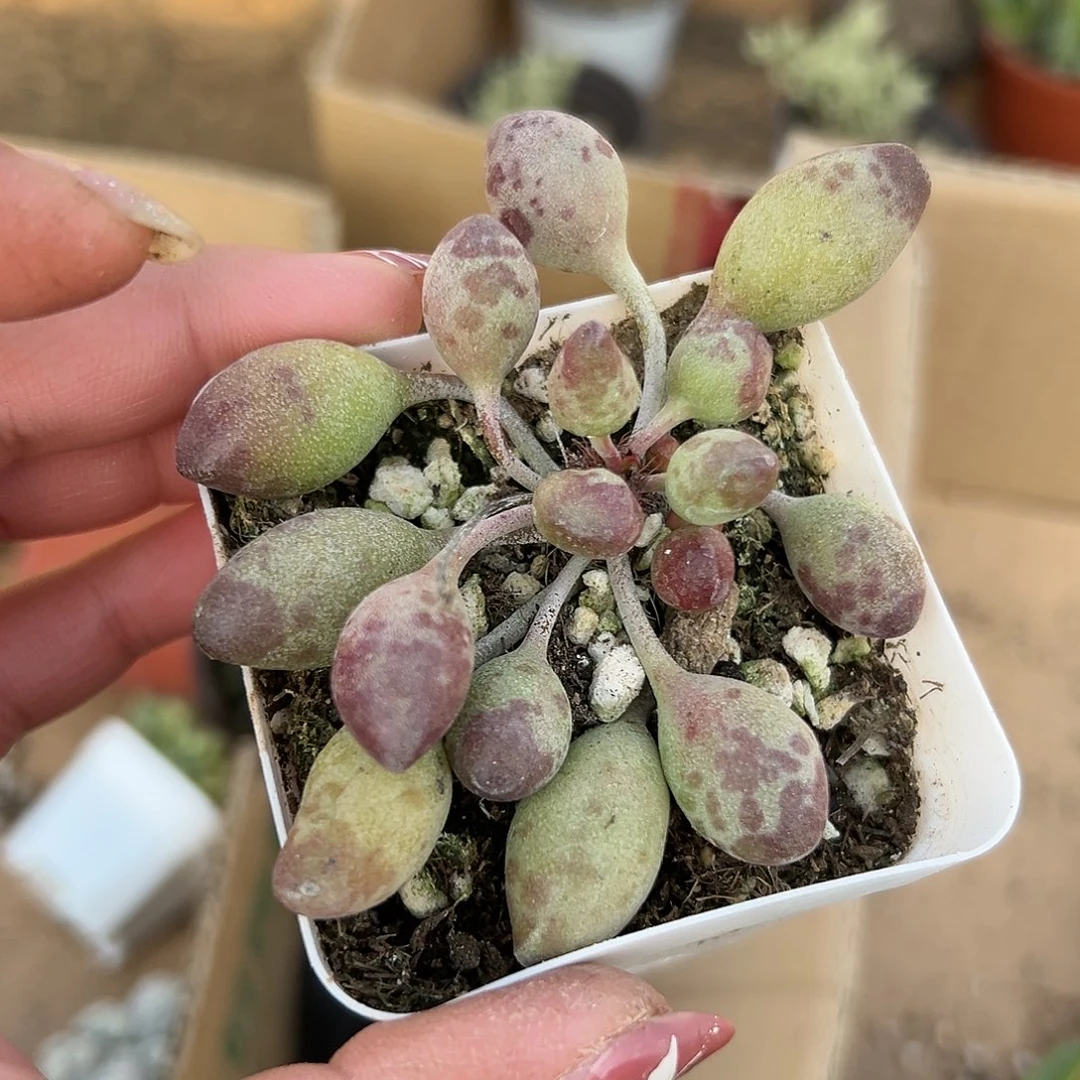 多肉植物鼓槌水泡