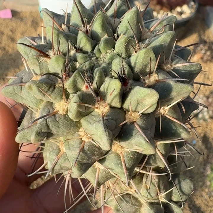 群岭丸有根555555555