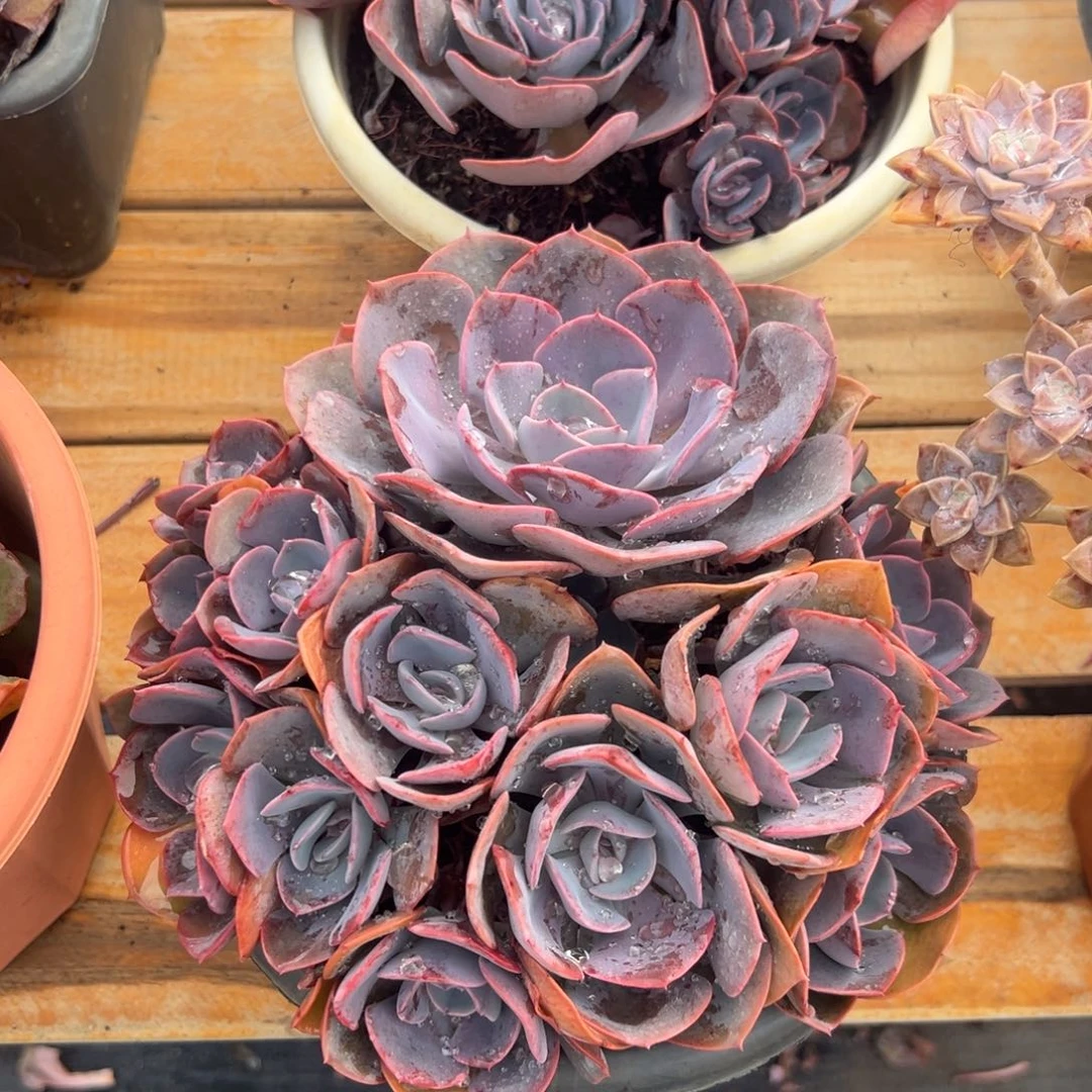 多肉植物尘埃玫瑰