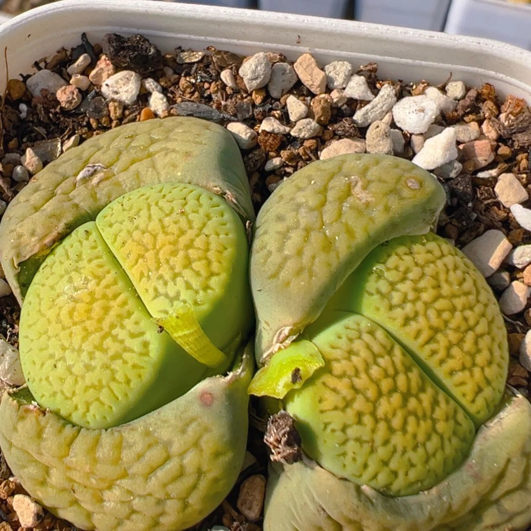 80多肉植物百科知识