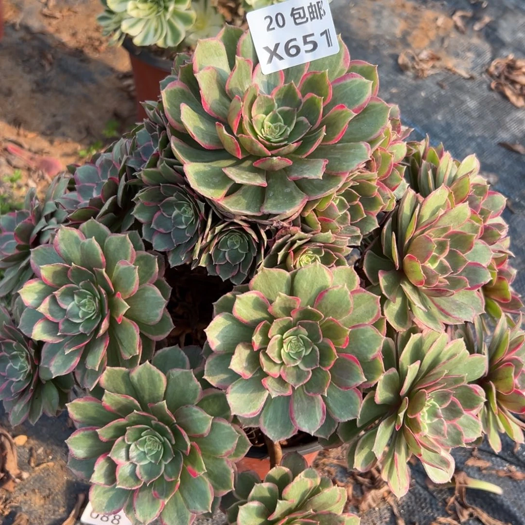 651粉花妖，满20包邮