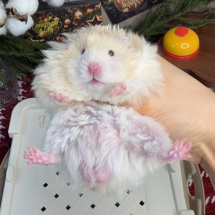 卷毛蜜波弟弟8.08生日