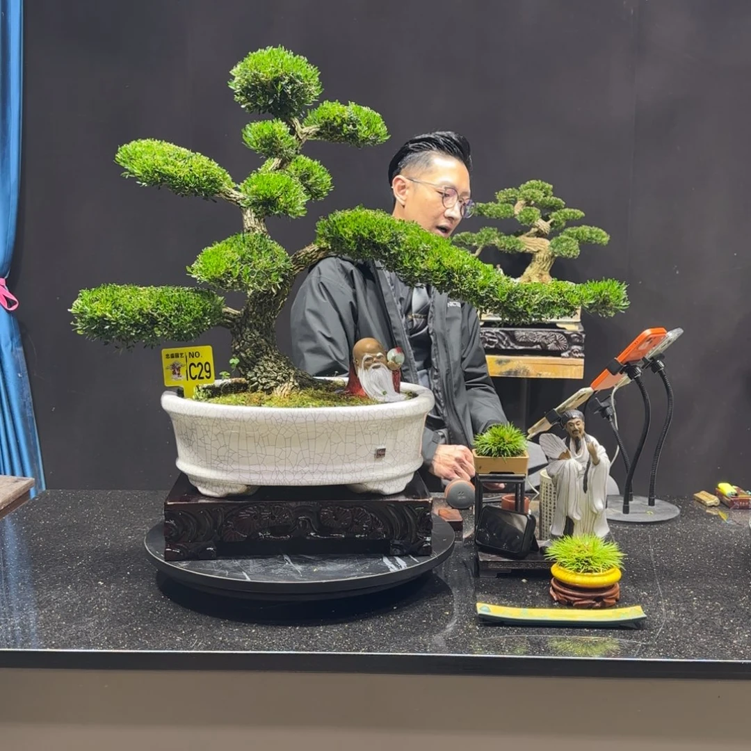 以实际为准黄杨室内室外盆景艺术