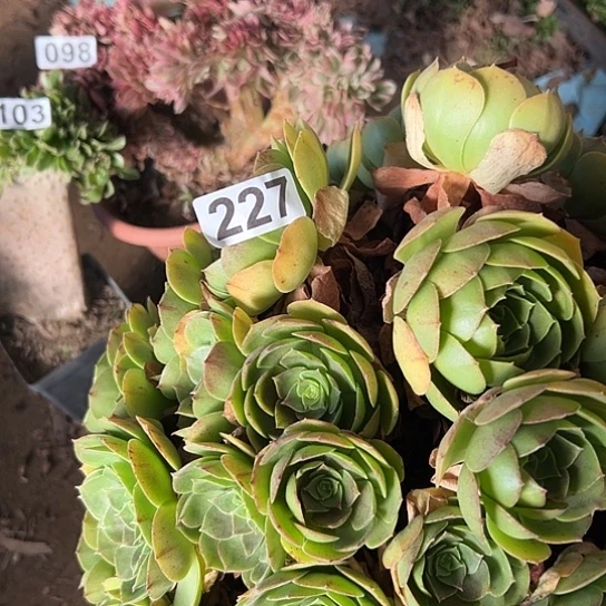 1***t多肉植物一个撕拉碗