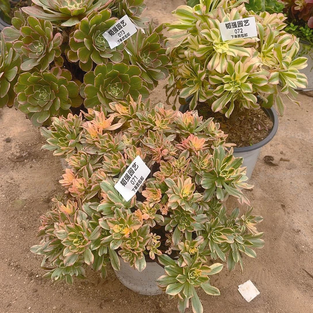 火龙果炎日伞甜茶多肉植物71-72-73