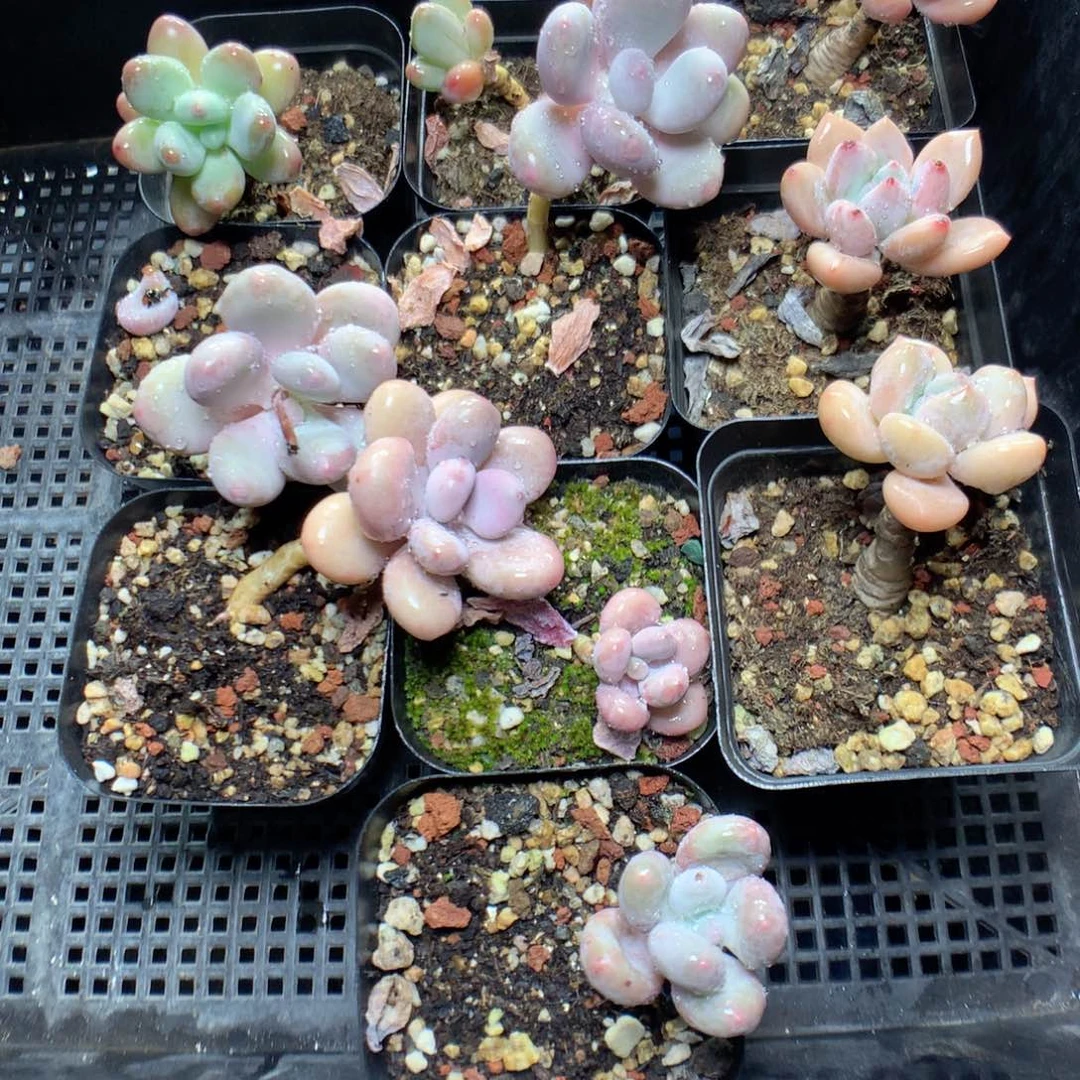 无花朵Q7英语英语英语英语