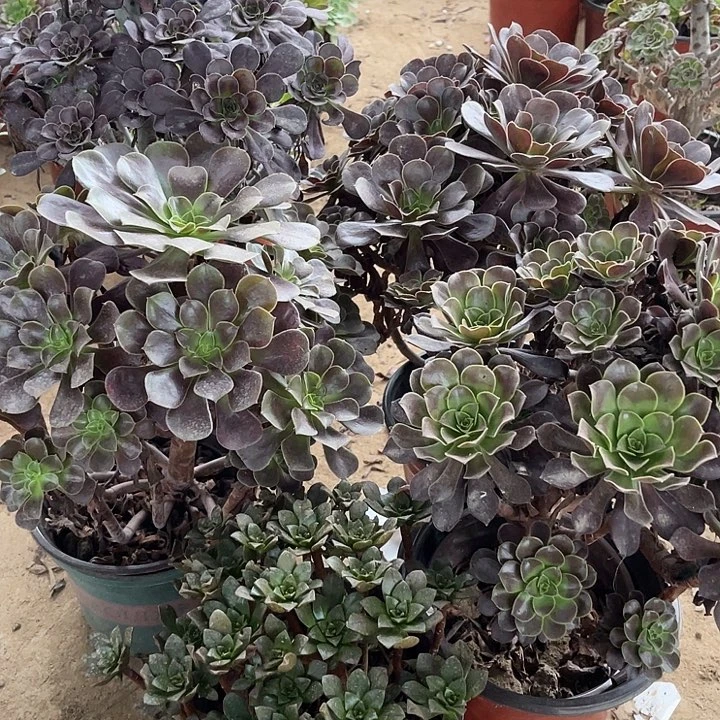 5棵玫瑰玫瑰玫瑰玫瑰