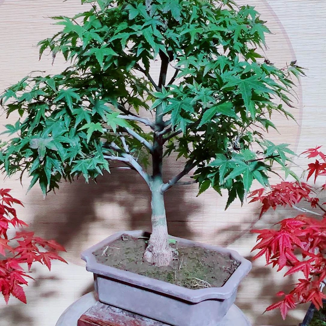 夏***风无花朵枫树……枫树