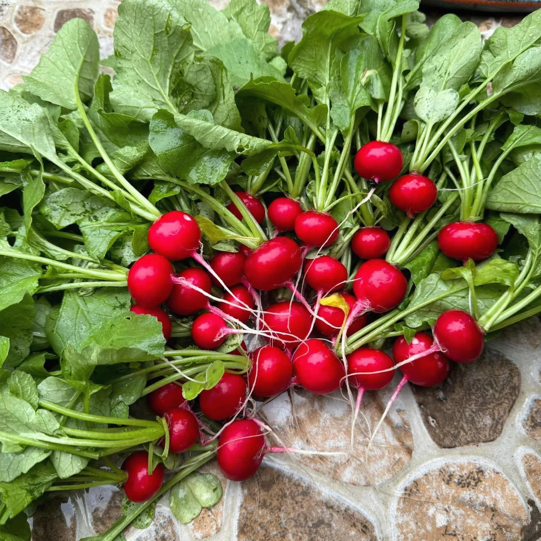 【拍2送1】四季樱桃萝卜种子家庭种植可盆栽可地栽农家