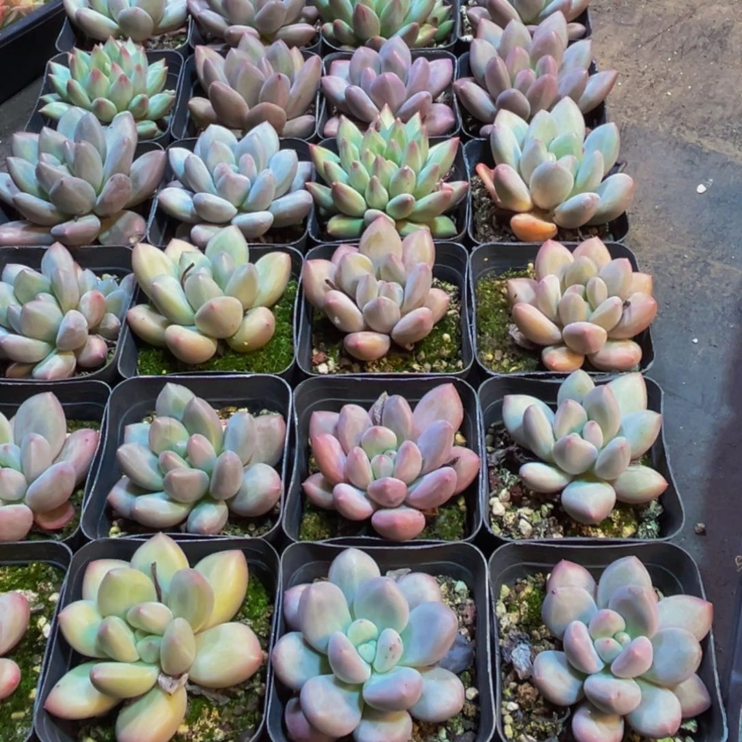 s***k629多肉植物的生长发育规律