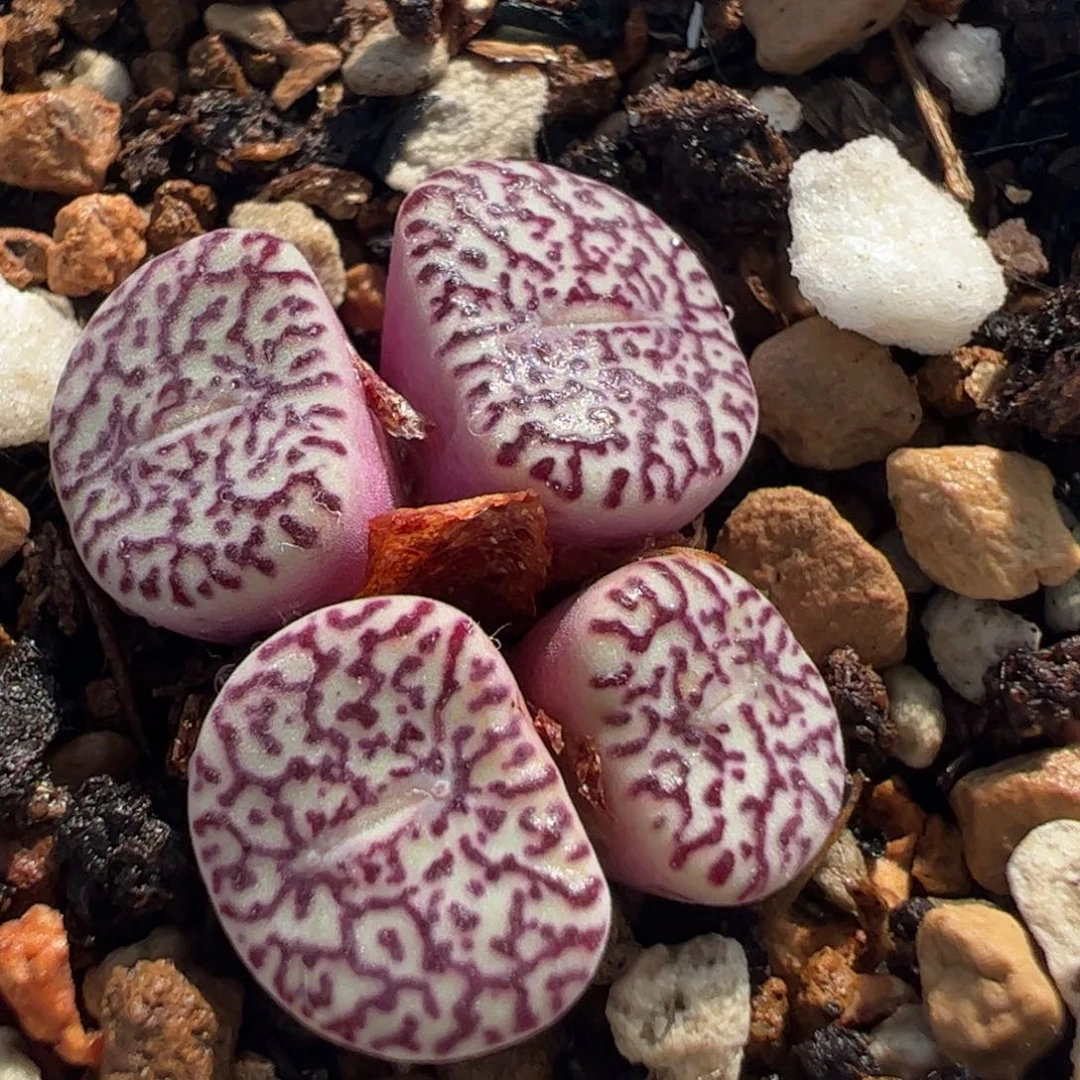 789多肉墨群植物