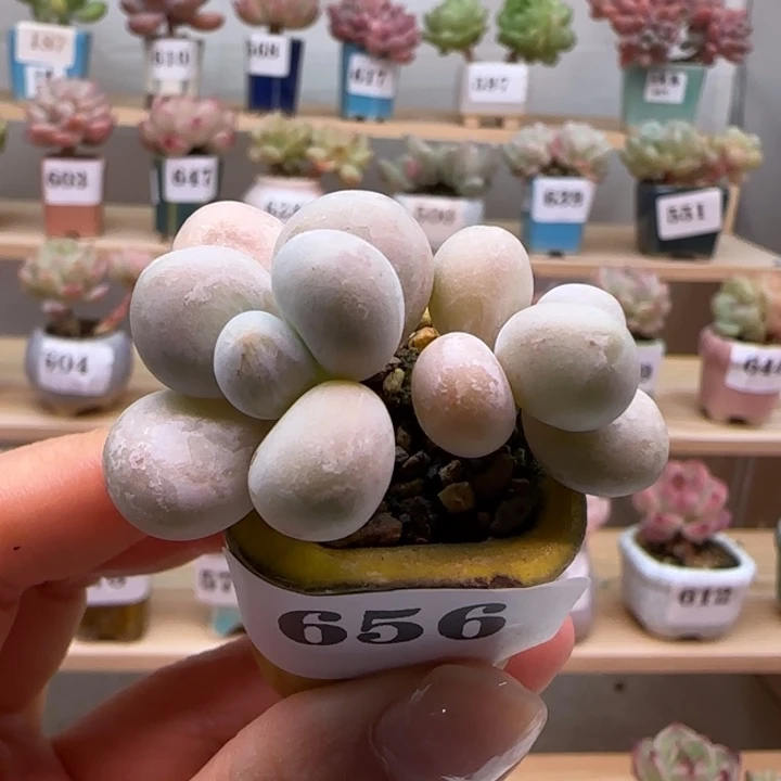 1****656原始奶满38包邮（除新疆 西藏 内蒙）