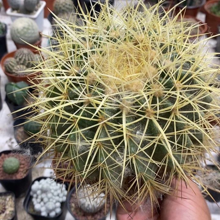 实生美虎特价福利