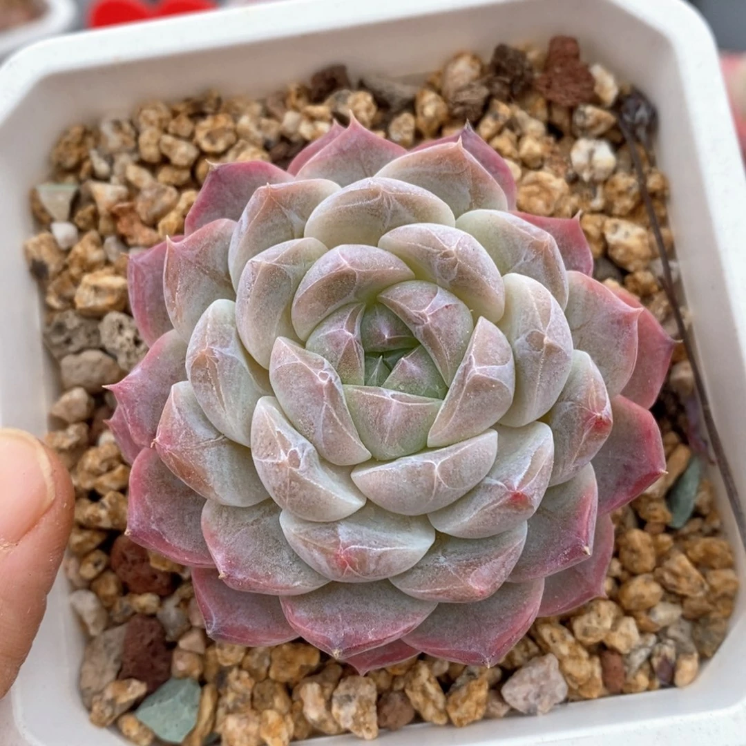 精品多肉一物一拍108