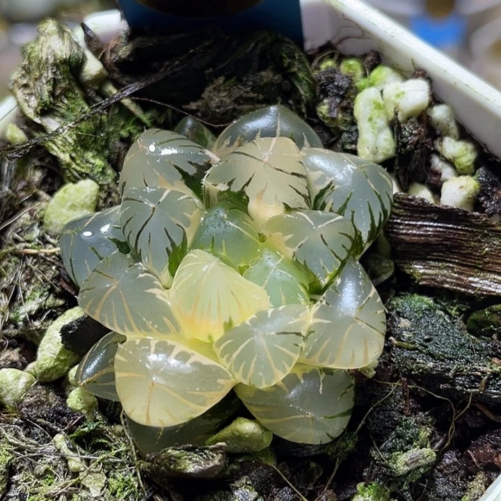 638完美地泉玉露锦福利