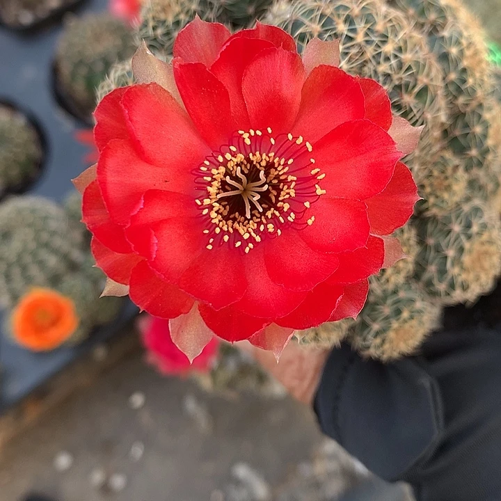477 侧芽自根丽花6厘米盆