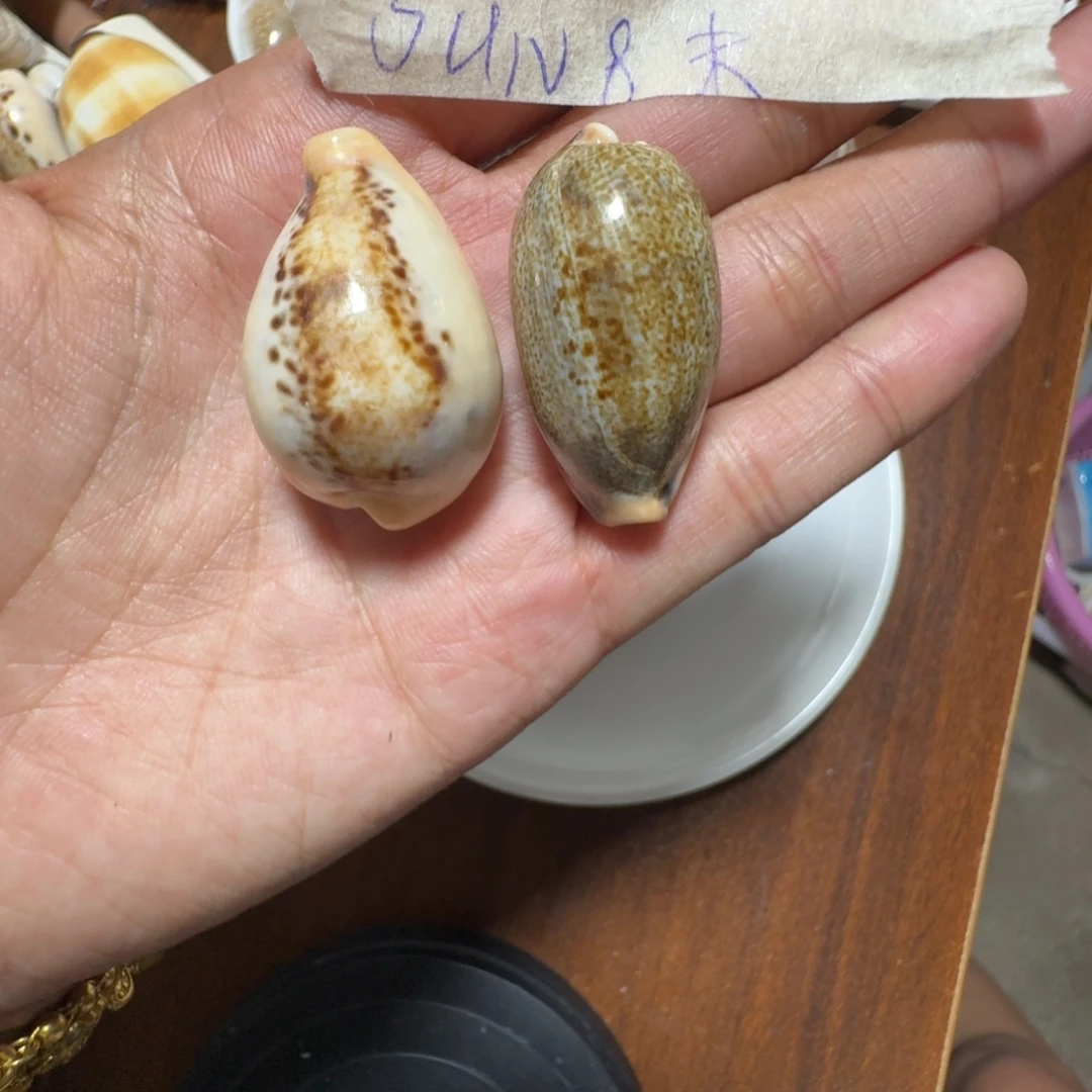 宝螺混搭一物一拍