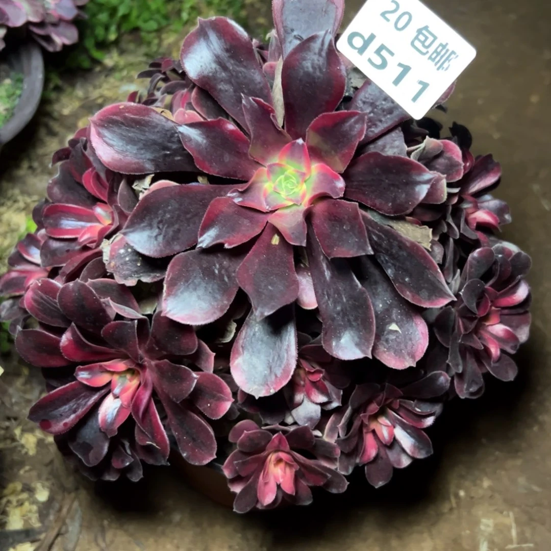 511凤冠，满20包邮