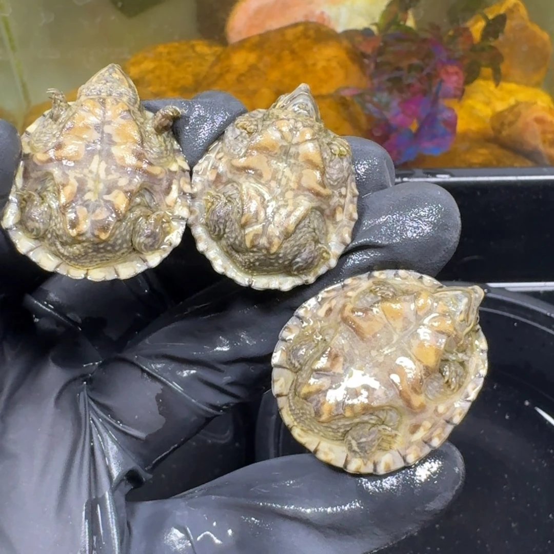 蛋龟不分公母麝香