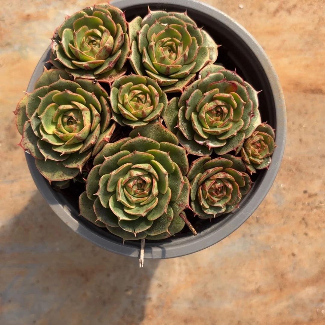 ୧****罗西玛可漂亮了，非常好看。