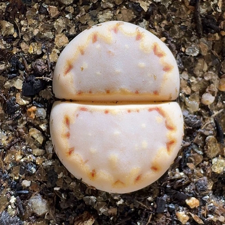 生石花1111222。    192