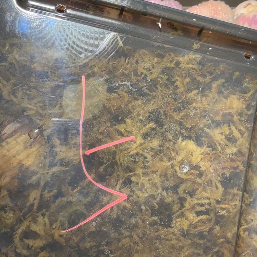 圣诞福袋5号 口径为2.8-4.0 介意勿拍