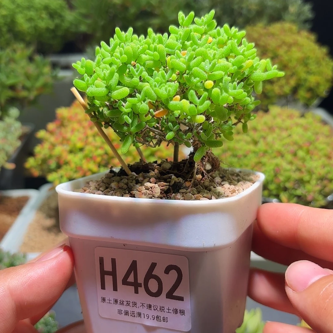 枝干飘飘金桔H462