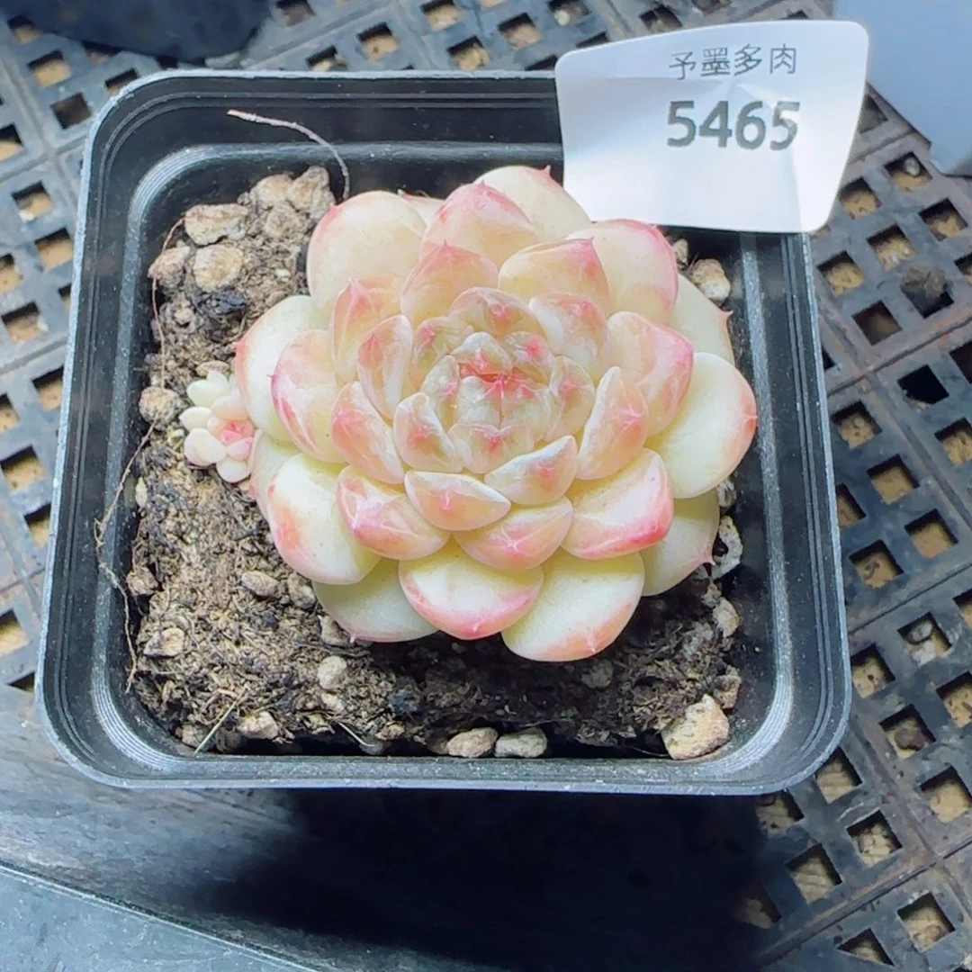 小奶龙，5465不包小崽，