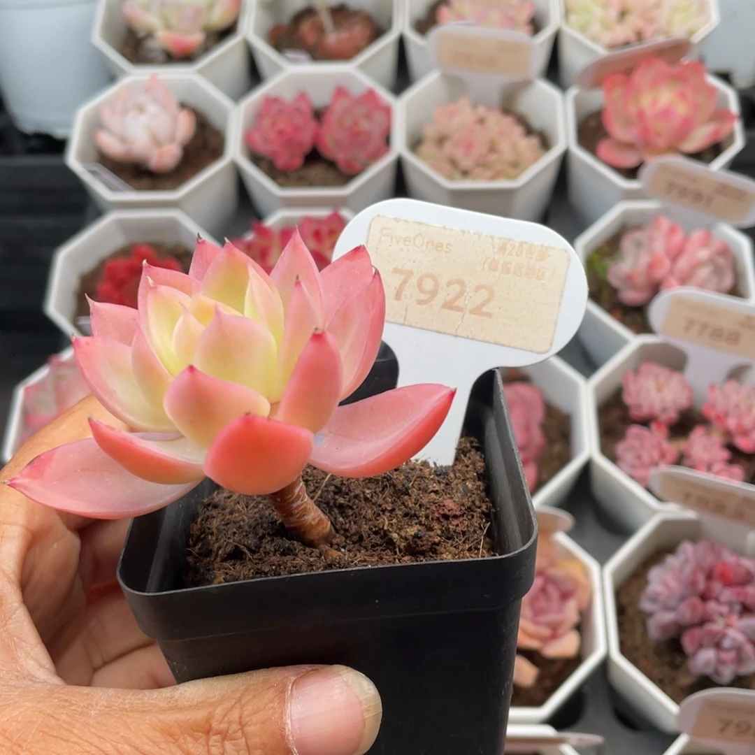 丝绸面纱7922-6.0厘米