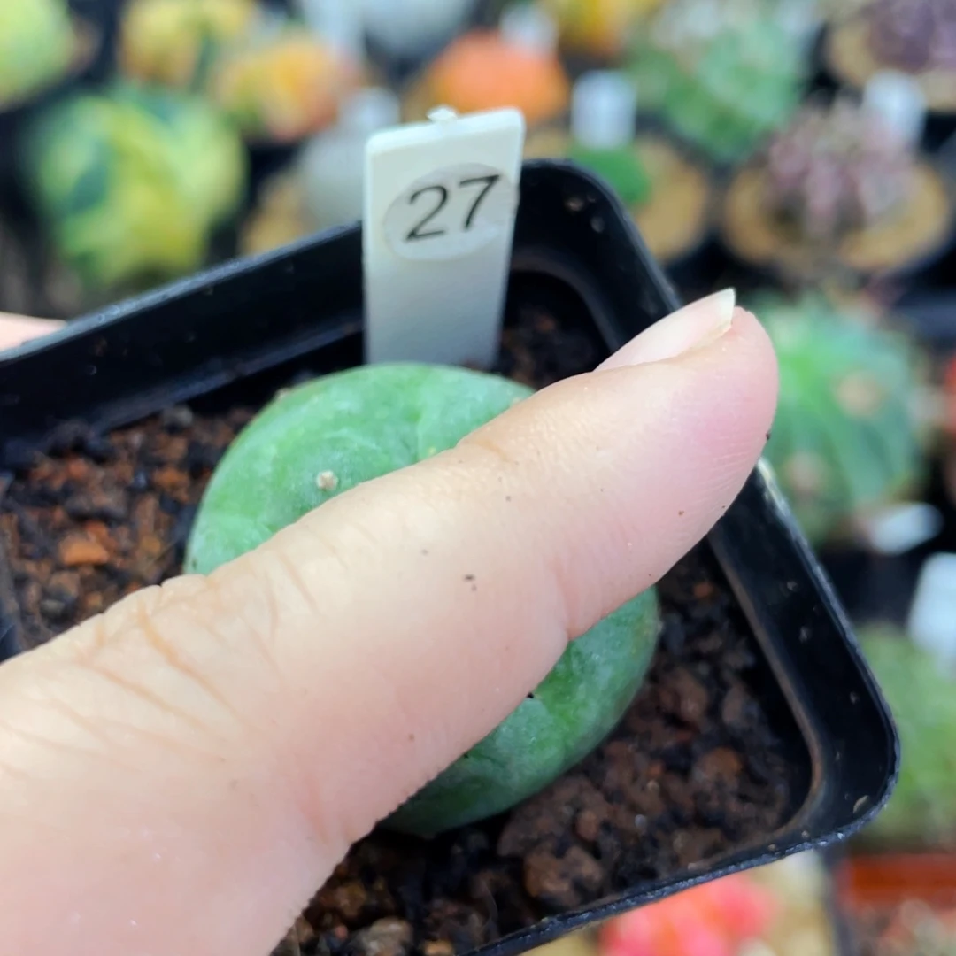 盆5公分满25包邮裸根发货