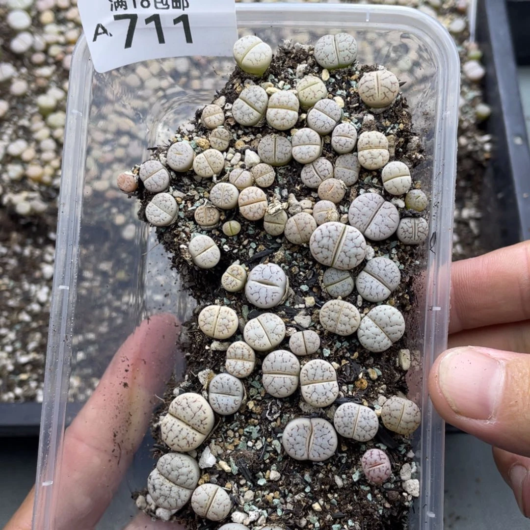 000000c189荒玉711