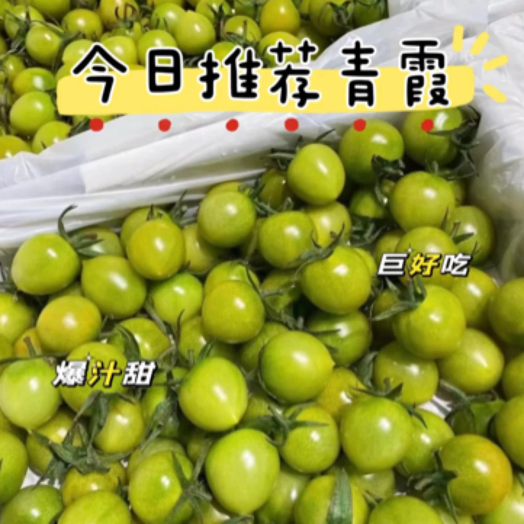 香甜多汁青霞小番茄一斤番茄同城配釜山88小番茄云南省