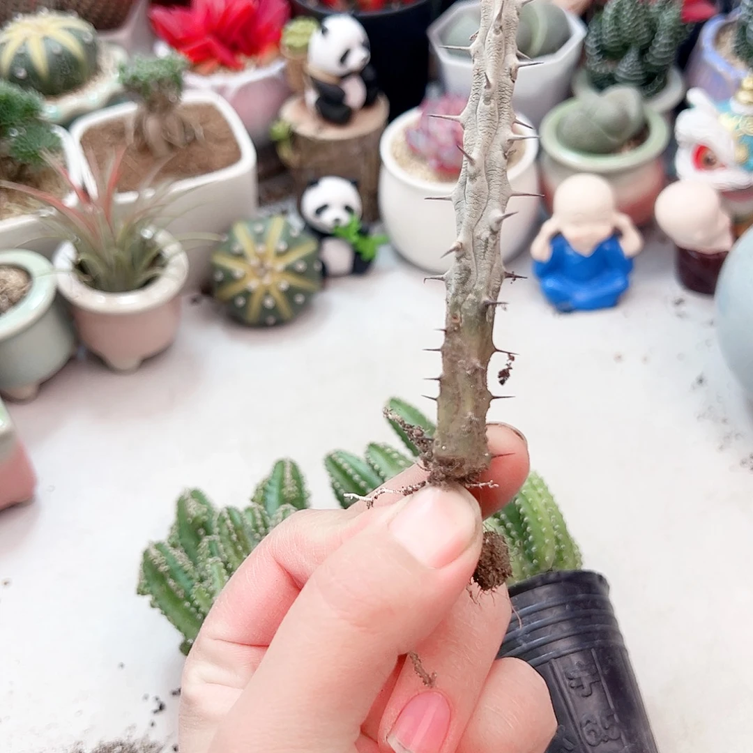 5颗亚龙木多肉植物111