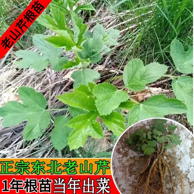 【老山芹根苗】东北耐寒老山芹莴莴芹窝窝芹1年根苗