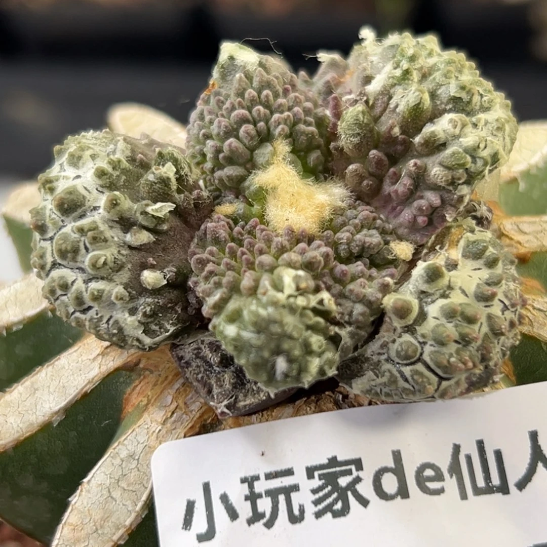 618 仙人球的牡丹啊