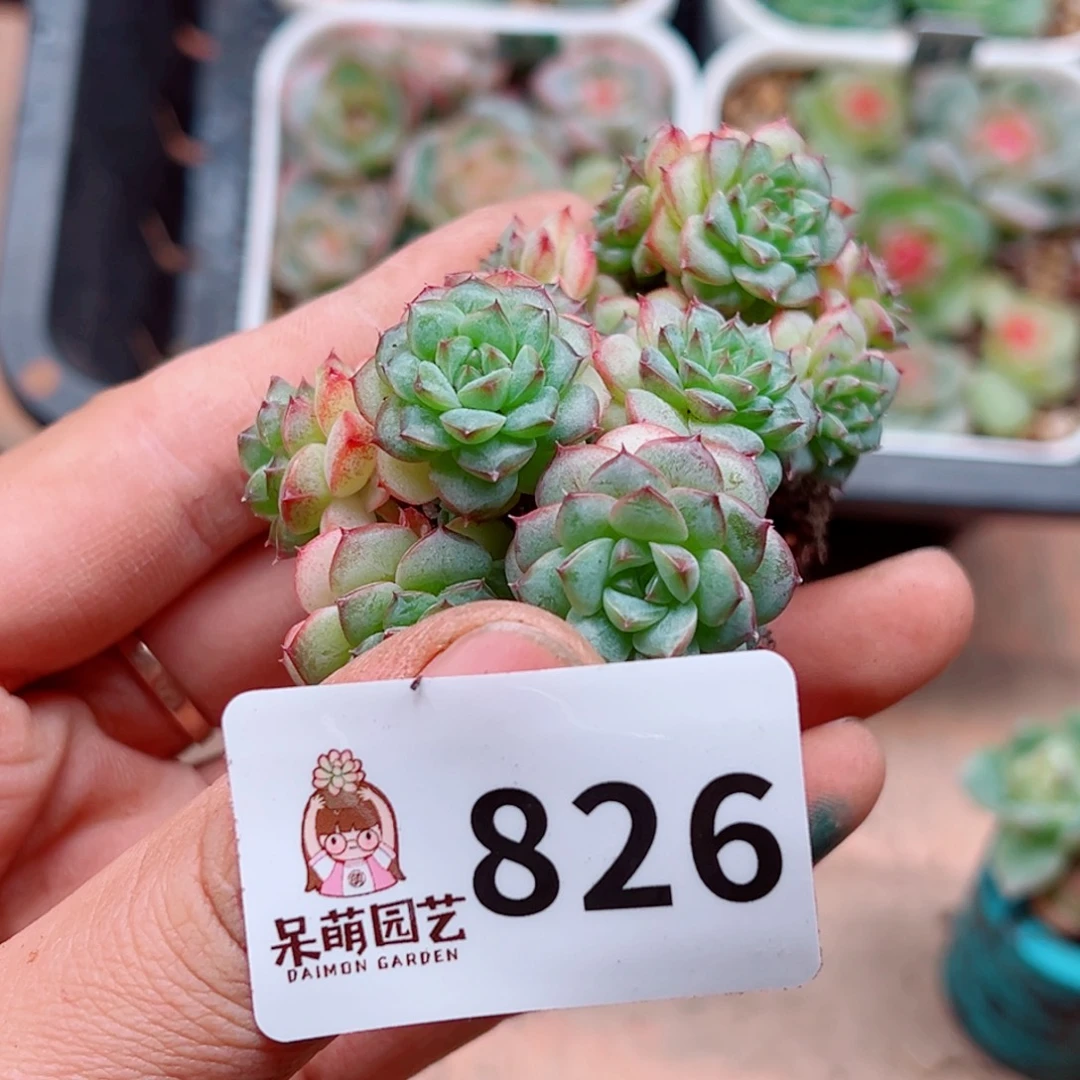 多肉植物多肉植物