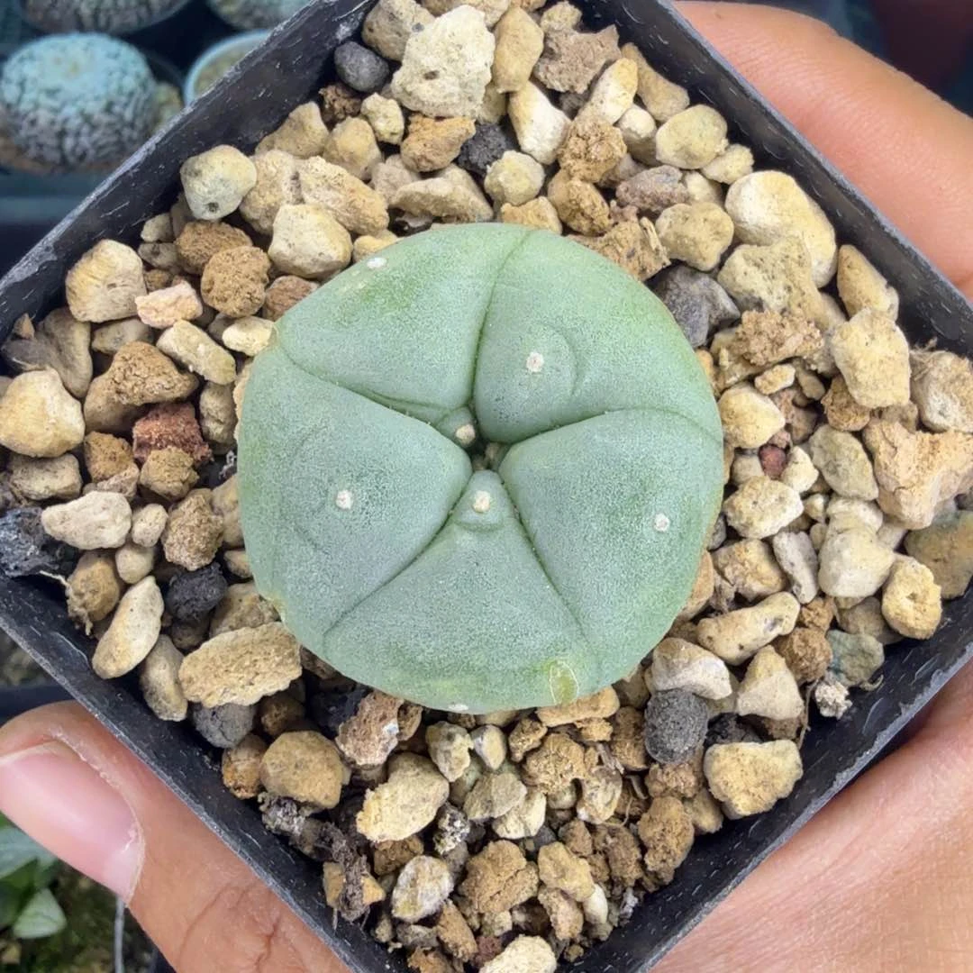 无*多肉植物多肉植物