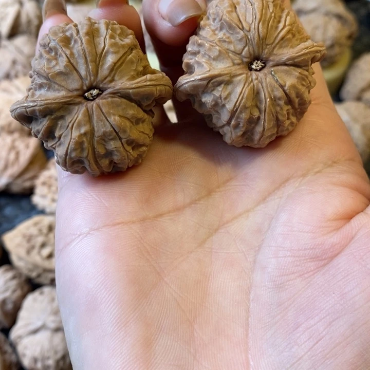D血麒麟血麒麟血麒麟血麒麟