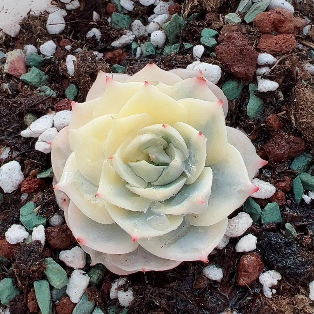 雪域锦，半覆轮锦