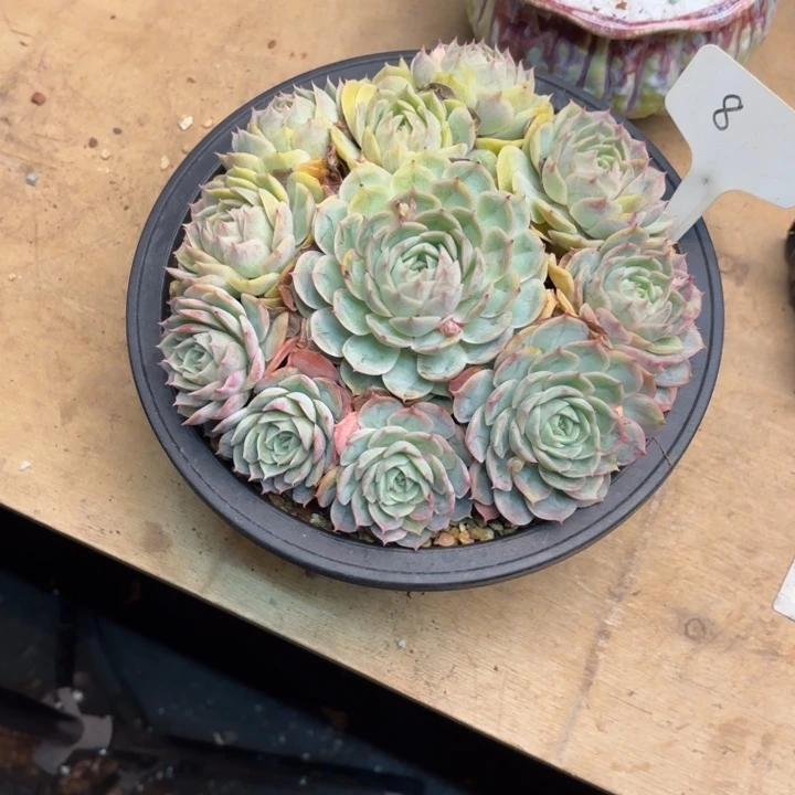 ❦***❧多肉植物，昂斯若8号