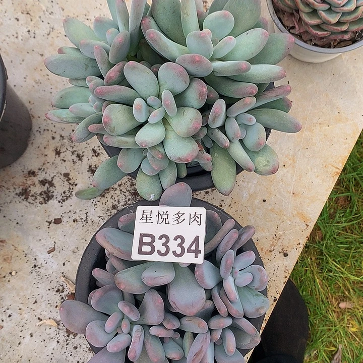 星悦多肉      B334
