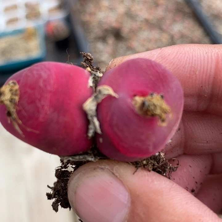 2075一颗一颗一颗