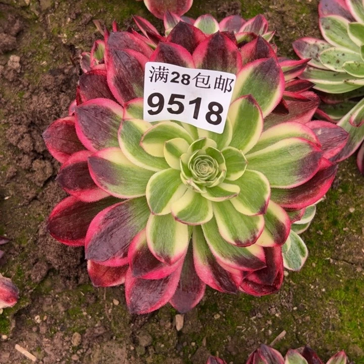 9518南海王多肉植物